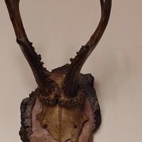 coppia corna di capriolo