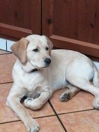 Labrador miele