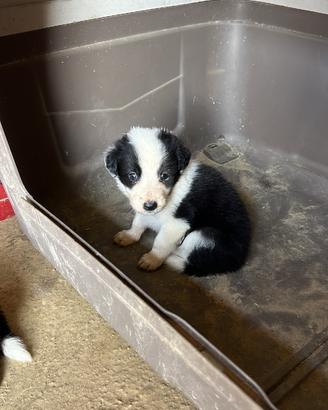 Border Collie