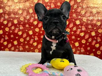 Bulldog francese con pedigree enci