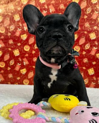 Bulldog francese con pedigree enci