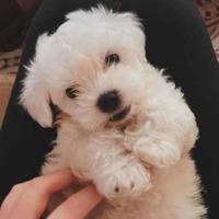 Maltese