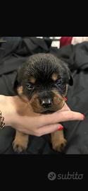 Rottweiler cucciole