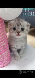 Cucciola scottish fold e straight