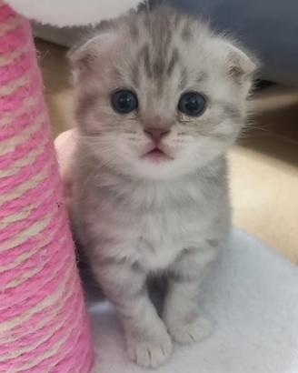 Cucciola scottish fold e straight