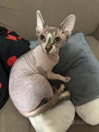 Sphynx 1 M 2F