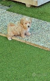 Maltipoo black & fulvo