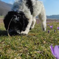 Lagotto springer da tartufo
