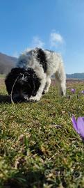 Lagotto springer da tartufo