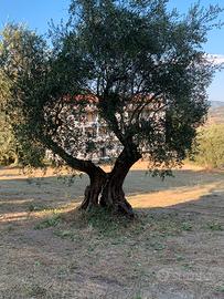 Terreno Edificabile