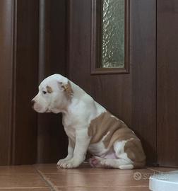 American Staffordshire Terrier