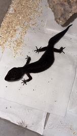 Geco Leopardino black night