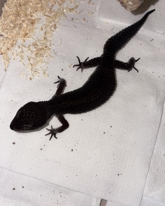 Geco Leopardino black night