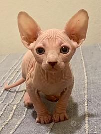 Sphynx