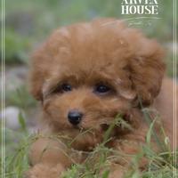 Barboncino toy italiani