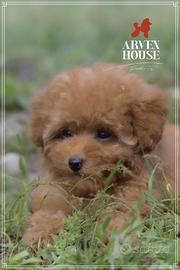 Barboncino toy italiani