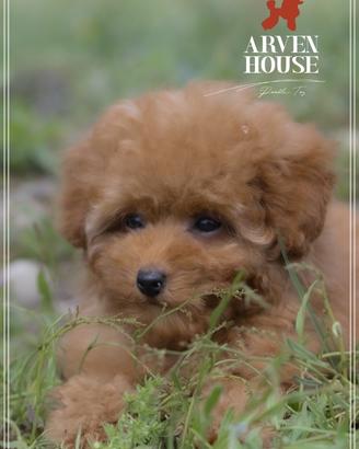 Barboncino toy italiani