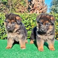 Pastore tedesco cuccioli