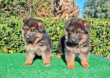 Pastore tedesco cuccioli
