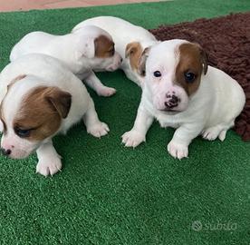 Cuccioli di jack russiell