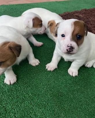 Cuccioli di jack russiell