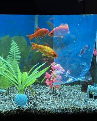 Acquario