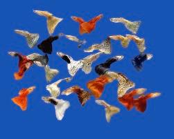 Guppy maschio