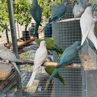 Parrocchetti Monaci Allevati A mano