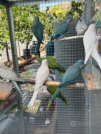 Parrocchetti Monaci Allevati A mano