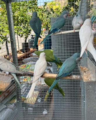 Parrocchetti Monaci Allevati A mano