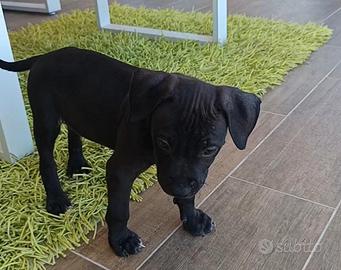 cuccioli  pitbull   recupero spesa 