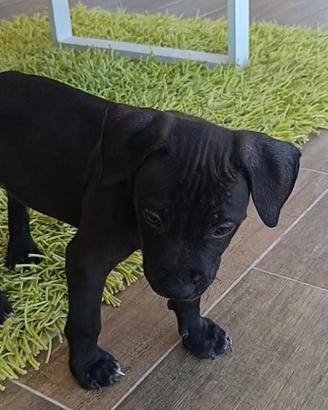 cuccioli  pitbull   recupero spesa 