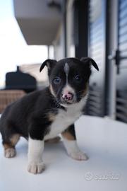 Cucciolo di Border collie
