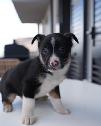 Cucciolo di Border collie