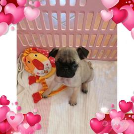 Cucciola femmina di carlino