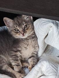 Gattino Romeo trovatello