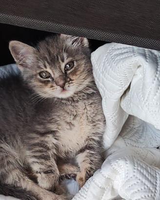 Gattino Romeo trovatello