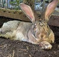 Conigli: incroci tra le migliori razze