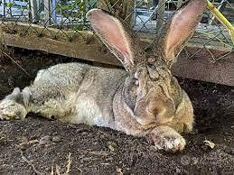 Conigli: incroci tra le migliori razze