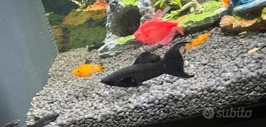 Cuccioli di pesce black molly
