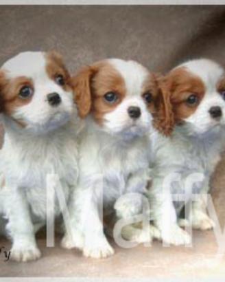 Cuccioli Cavalier king Charles Spaniel