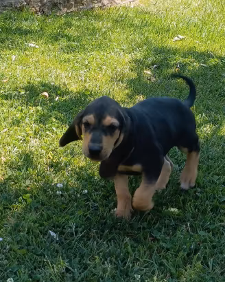 Cucciolo di segugio italiano