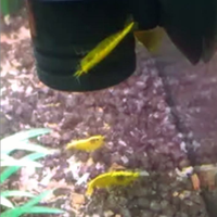 Caridine Yellow neon 3 euro l una