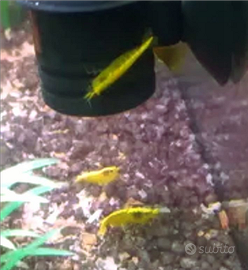 Caridine Yellow neon 3 euro l una