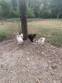 Galline ornamentali