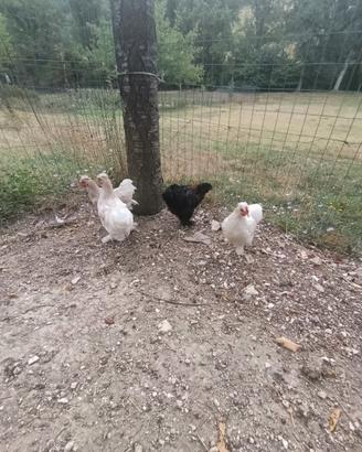 Galline ornamentali