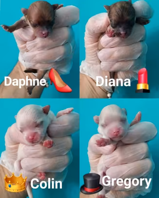 Cuccioli di Pomerania agosto 2026