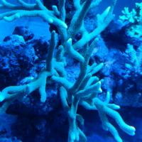 SPS Montipora digitata verde