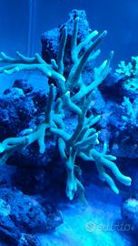 SPS Montipora digitata verde