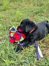 Labrador cuccioli